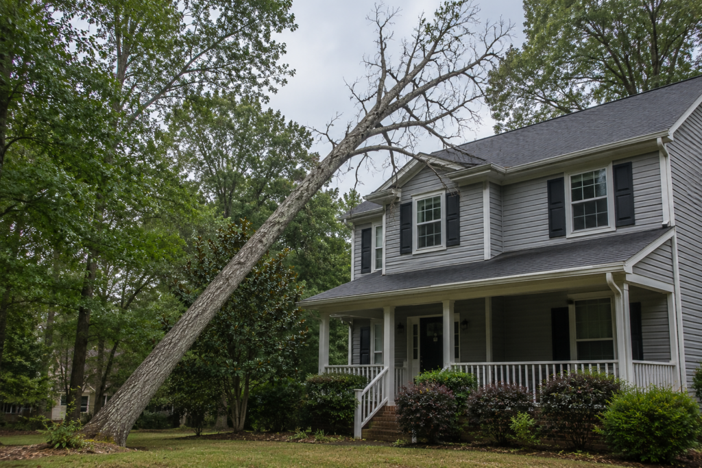 Large dead tree leaning toward a two-story home